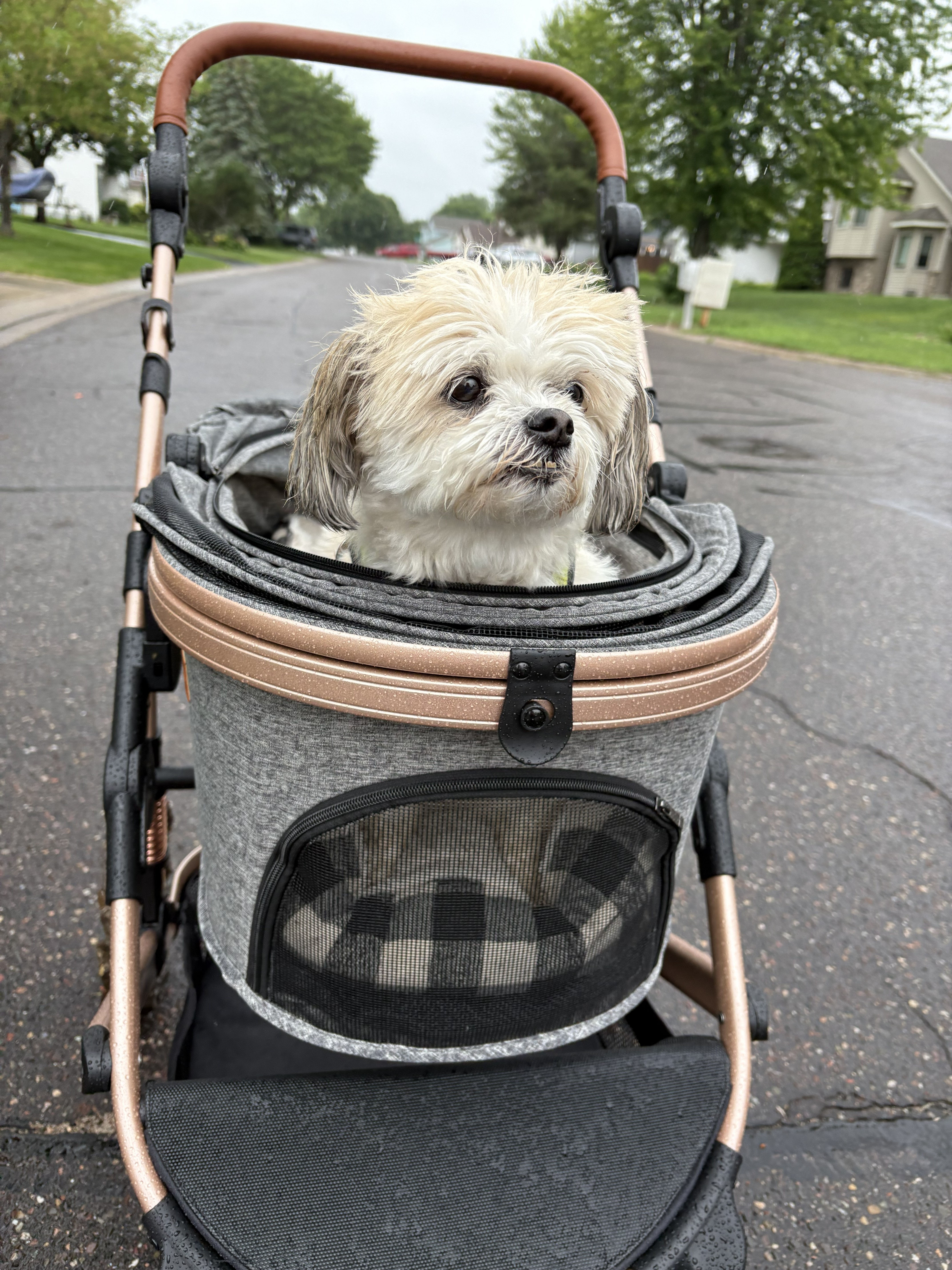 Back Image